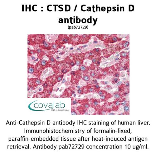 CTSD / Cathepsin D antibody