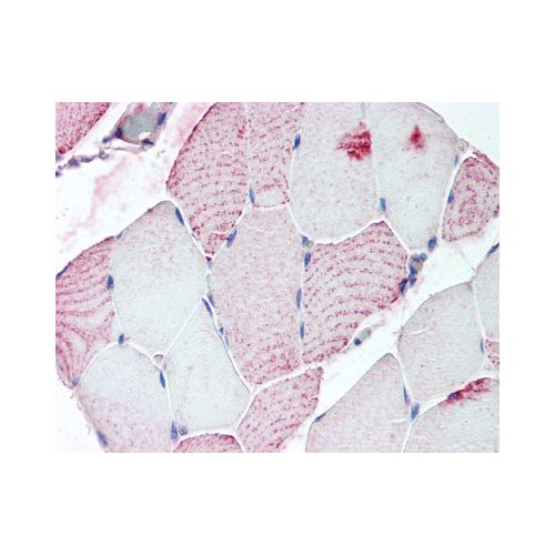 RXFP2 (C-Terminus) antibody