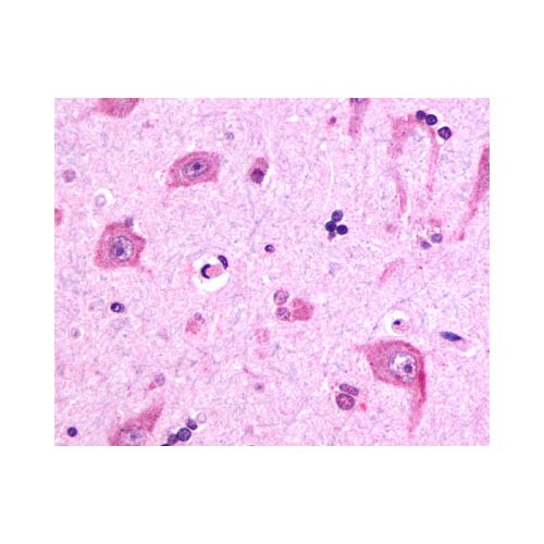 RXFP3 (C-Terminus) antibody