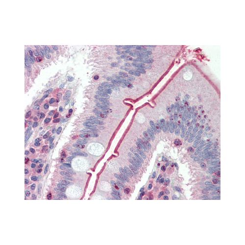 SLC5A1 / SGLT1 (Internal) antibody