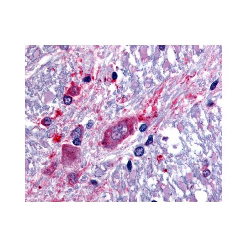 SLC5A3 (C-Terminus) antibody