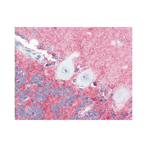 SLITRK2 (C-Terminus) antibody