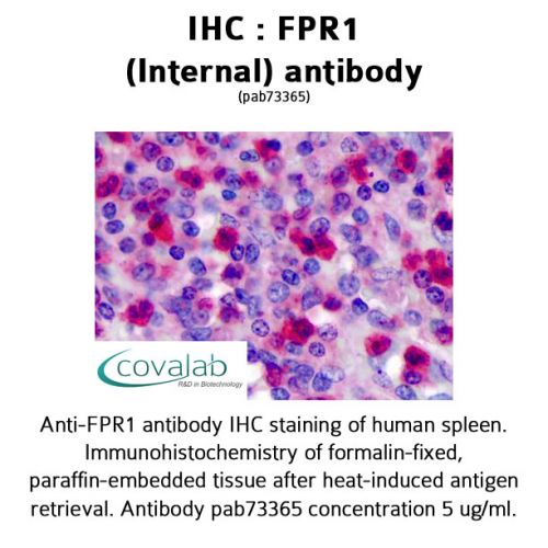 FPR1 (Internal) antibody