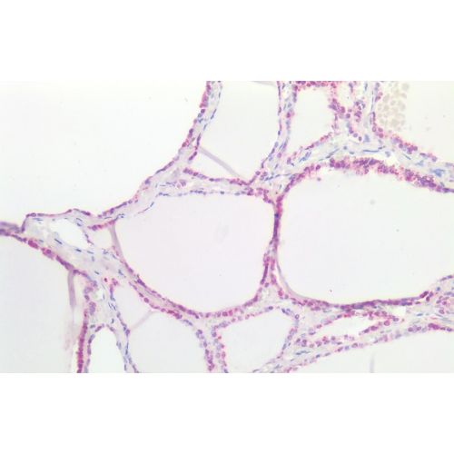 SSTR4 (N-Terminus) antibody