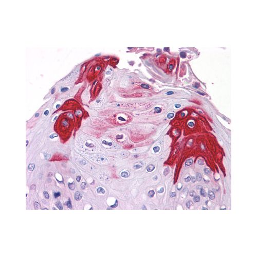 TAS1R3 (N-Terminus) antibody