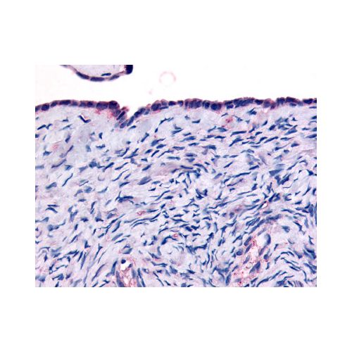 THRA (Ligand-binding Domain) antibody