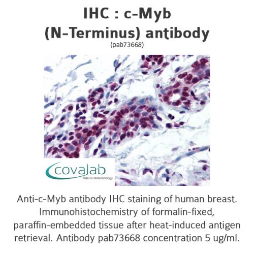 c-Myb (N-Terminus) antibody