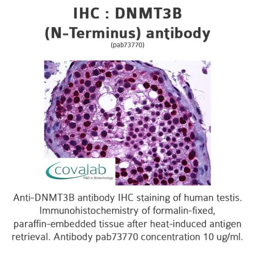 DNMT3B (N-Terminus) antibody