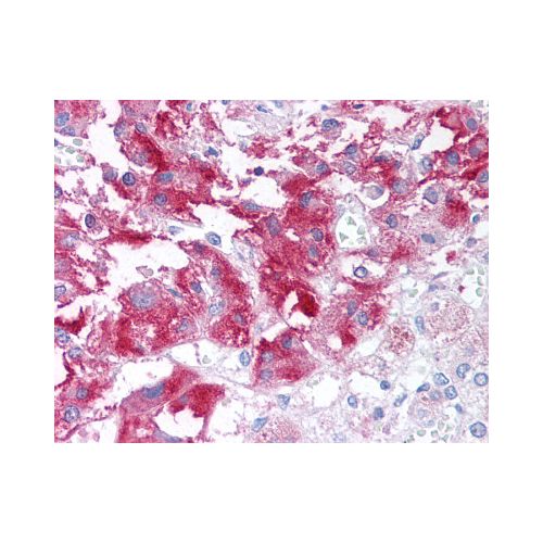 USP20 (Internal) antibody