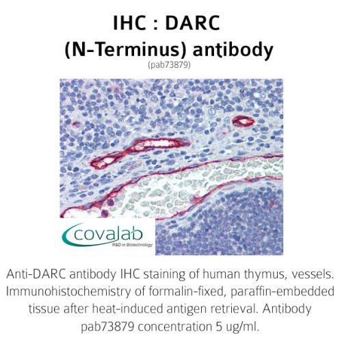 DARC (N-Terminus) antibody