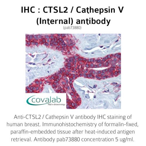 CTSL2 / Cathepsin V (Internal) antibody