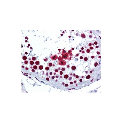 SRSF3 / SFRS3 (C-Terminus) antibody