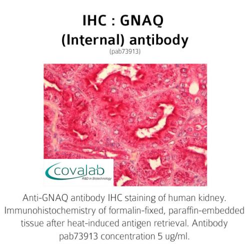 GNAQ (Internal) antibody