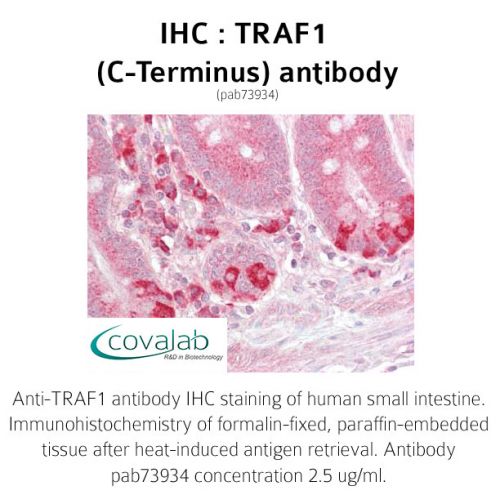 TRAF1 (C-Terminus) antibody