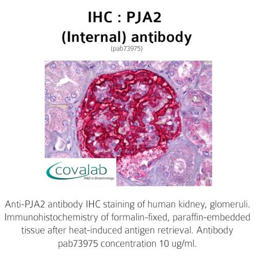 PJA2 (Internal) antibody