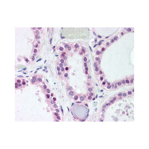 WNT4 (Internal) antibody