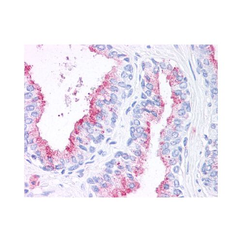 WNT5B (Internal) antibody