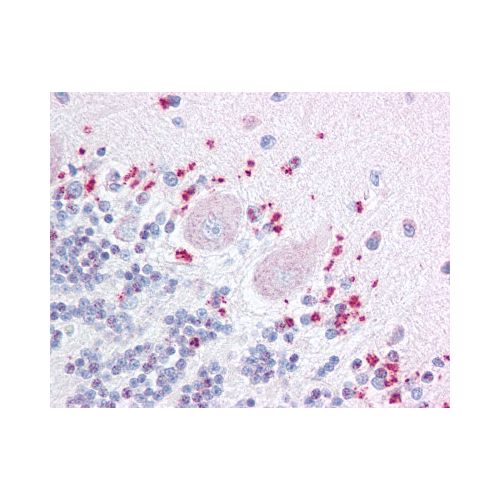 WNT7A (Internal) antibody