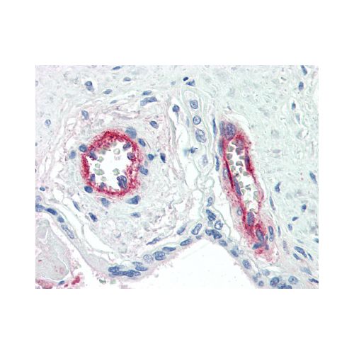 F8 / Factor VIII antibody