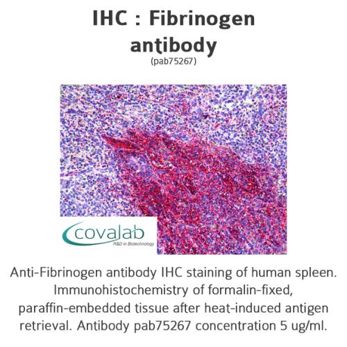 Fibrinogen antibody