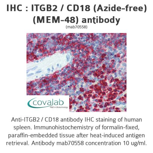 ITGB2 / CD18 (Azide-free) (MEM-48) antibody