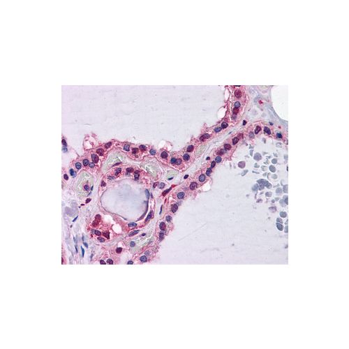 HAMP / Hepcidin (1F9) antibody