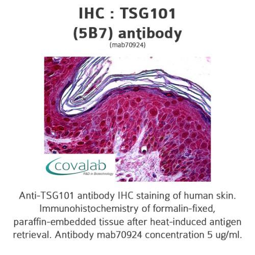 TSG101 (5B7) antibody