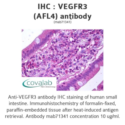 VEGFR3 (AFL4) antibody