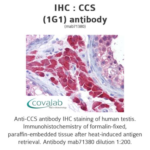 CCS (1G1) antibody