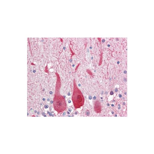 ALDOC (C-Terminus) antibody