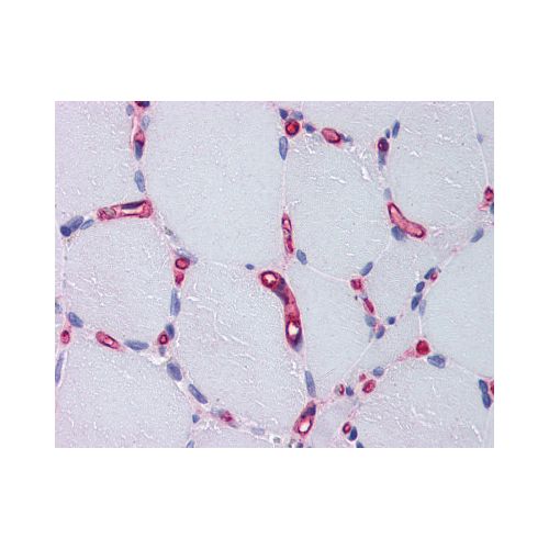 F8 / Factor VIII antibody