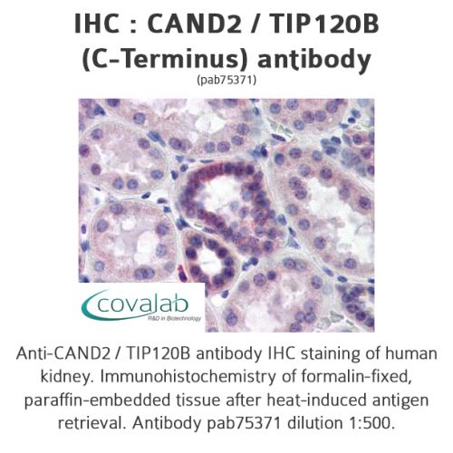 CAND2 / TIP120B (C-Terminus) antibody