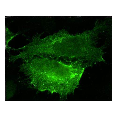 Serine/threonine-protein kinase LATS2 antibody