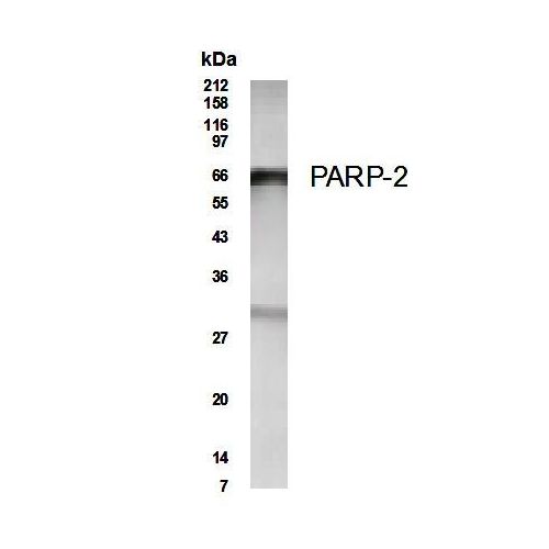 PARP2 antibody