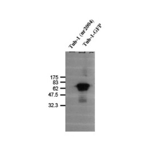 Tubby protein homolog (TUB-1) antibody