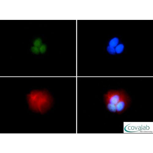 Breast cancer type 1 susceptibility protein antibody (KEN)