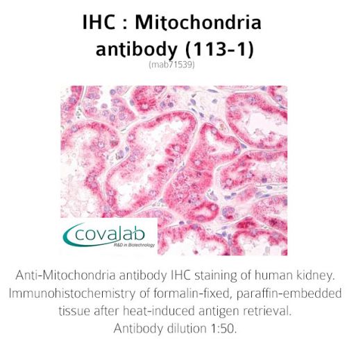 Mitochondria antibody (113-1)