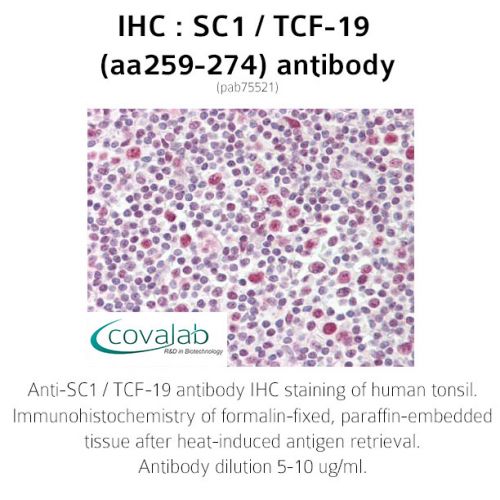 SC1 / TCF-19 (aa259-274) antibody