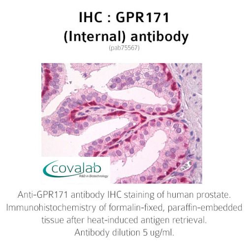 GPR171 (Internal) antibody