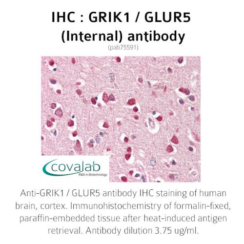 GRIK1 / GLUR5 (Internal) antibody