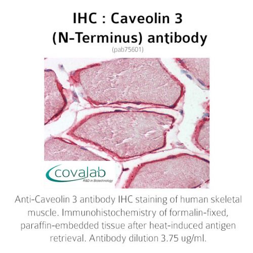 Caveolin 3 (N-Terminus) antibody