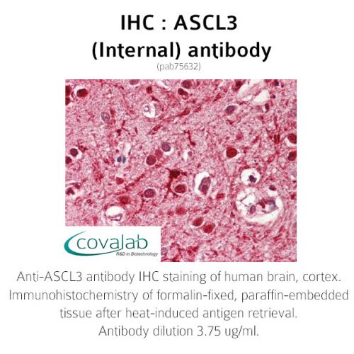 ASCL3 (Internal) antibody