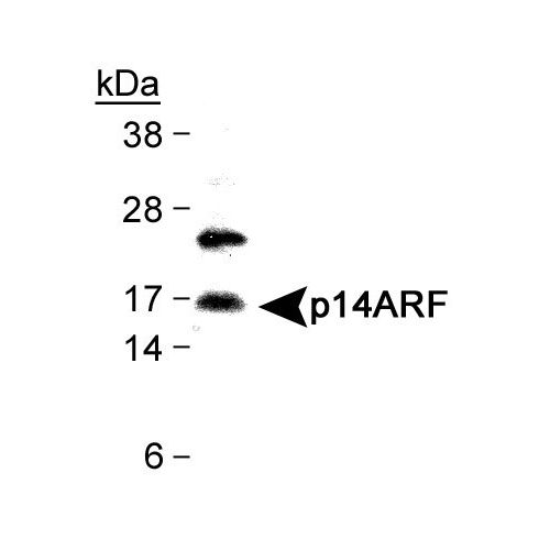 p14ARF antibody