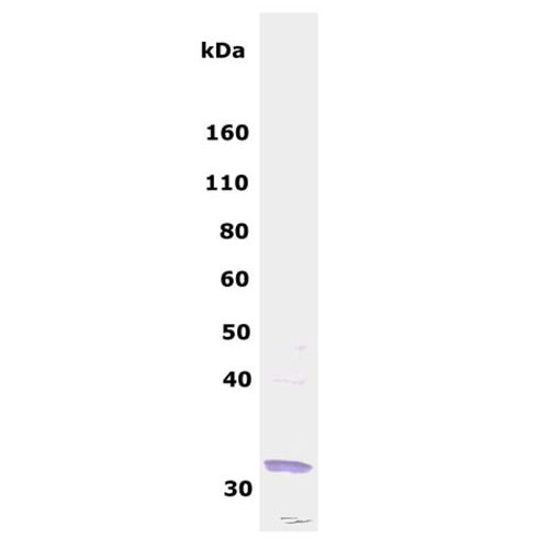 SOX2 antibody