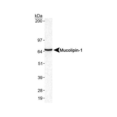 Mucolipin 1 antibody