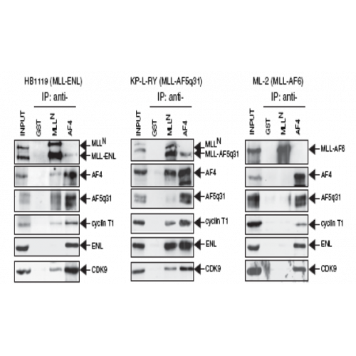 AF4 (C2.1.1) antibody