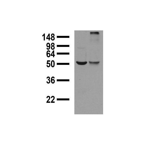 Alpha 1 GABA-A Receptor (S95-35) antibody