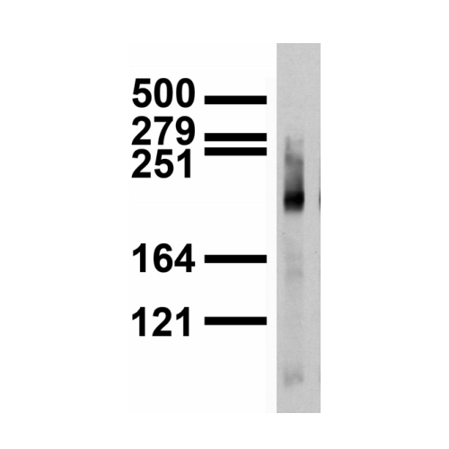 Ankyrin-G (S106-20) antibody