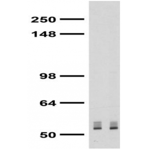 Beta 3 GABA-A Receptor (S87-25) antibody