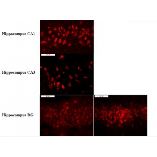 Corticotropin Releasing Factor (4H9) antibody